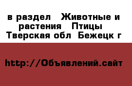  в раздел : Животные и растения » Птицы . Тверская обл.,Бежецк г.